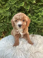 Otis   F1B, a male Cavapoo for sale in Sugarcreek, OH – 3 of 6