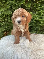 Otis   F1B, a male Cavapoo for sale in Sugarcreek, OH – 4 of 6