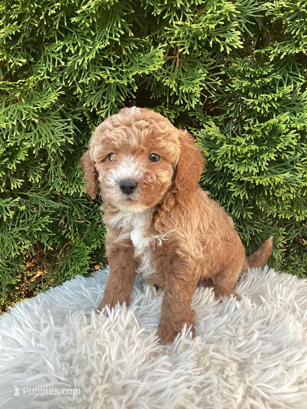 Otis   F1B – Cavapoo puppy for sale in Sugarcreek, OH