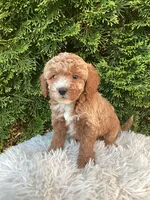Otis   F1B, a male Cavapoo for sale in Sugarcreek, OH – 1 of 6