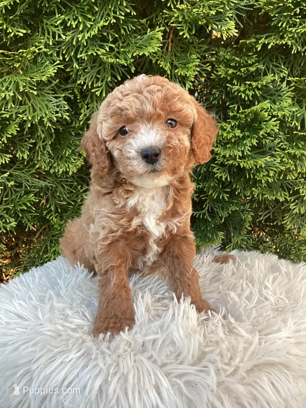 Otis   F1B – Cavapoo puppy for sale in Sugarcreek, OH