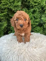 Axel   F1B, a male Cavapoo for sale in Sugarcreek, OH – 8 of 8