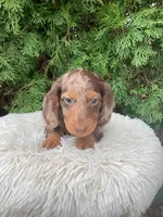 Jake   AKC, a male Miniature Dachshund for sale in Sugarcreek, OH – Photo 4 of 8