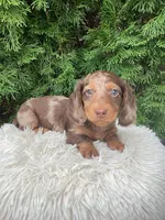Jake   AKC, a male Miniature Dachshund for sale in Sugarcreek, OH – Photo 5 of 8