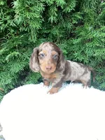 Jake   AKC, a male Miniature Dachshund for sale in Sugarcreek, OH – Photo 3 of 8