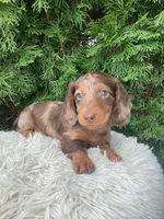 Jake   AKC, a male Miniature Dachshund for sale in Sugarcreek, OH – Photo 2 of 8