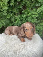 Jake   AKC, a male Miniature Dachshund for sale in Sugarcreek, OH – Photo 8 of 8