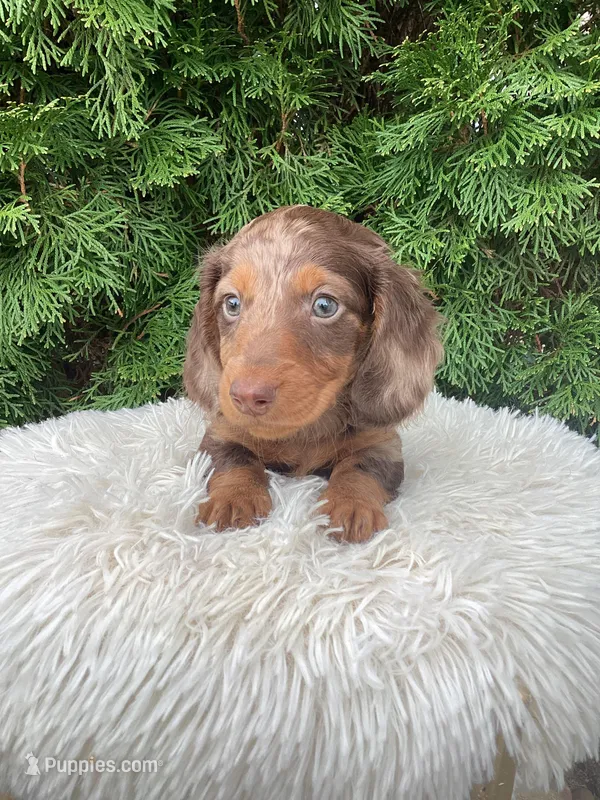 Jake   AKC – Miniature Dachshund puppy for sale in Sugarcreek, OH