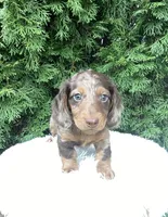 Jake   AKC, a male Miniature Dachshund for sale in Sugarcreek, OH – Photo 6 of 8