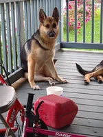 No name, a male German Shepherd Dog for sale in Louisville, KY – Photo 7 of 7