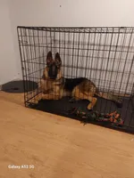 No name, a male German Shepherd Dog for sale in Louisville, KY – Photo 5 of 7