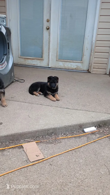 No name , a male German Shepherd Dog for sale in Louisville, KY – Photo 1 of 2