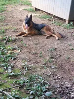 No name, a male German Shepherd Dog for sale in Louisville, KY – Photo 9 of 10