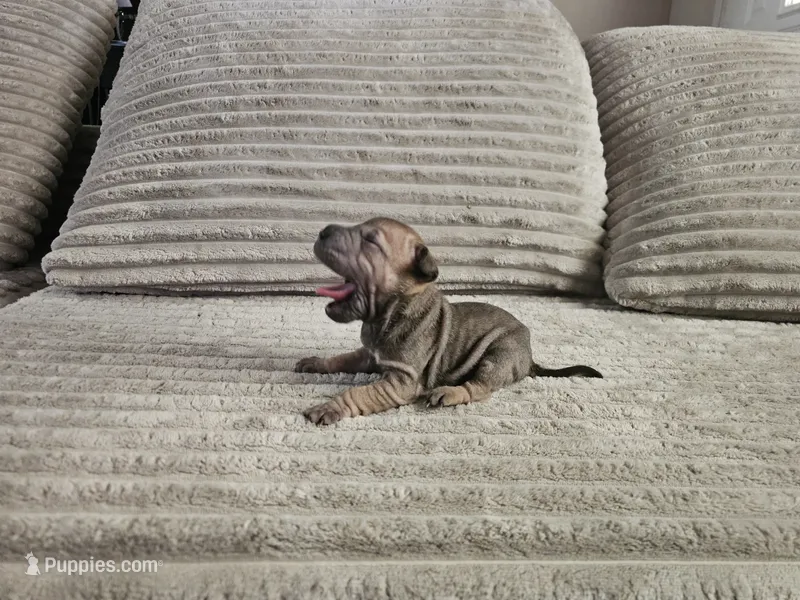Tortellini – Chinese Shar-Pei puppy for sale in Apple Valley, CA