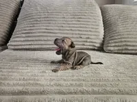 Tortellini, a female Chinese Shar-Pei for sale in Apple Valley, CA – 1 of 1
