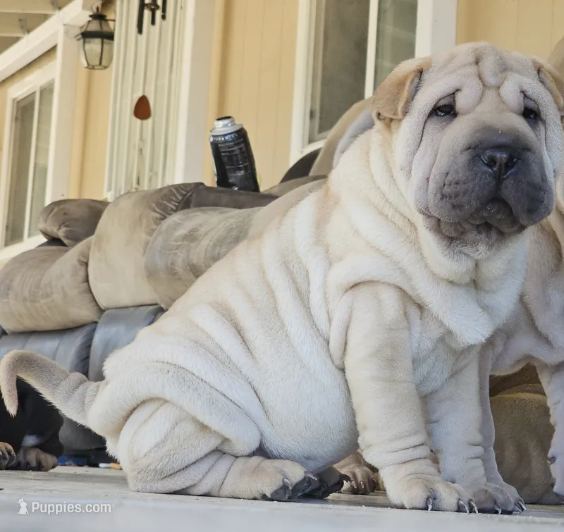 Ravioli – Chinese Shar-Pei puppy for sale in Apple Valley, CA