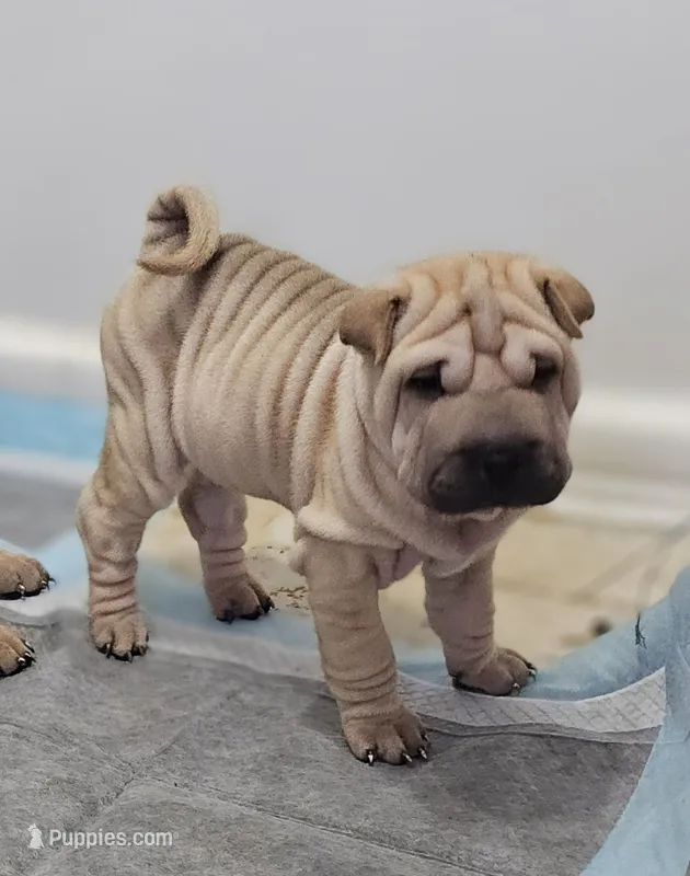 Ravioli – Chinese Shar-Pei puppy for sale in Apple Valley, CA