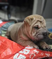 Spaghetti, a female Chinese Shar-Pei for sale in Apple Valley, CA – 4 of 7