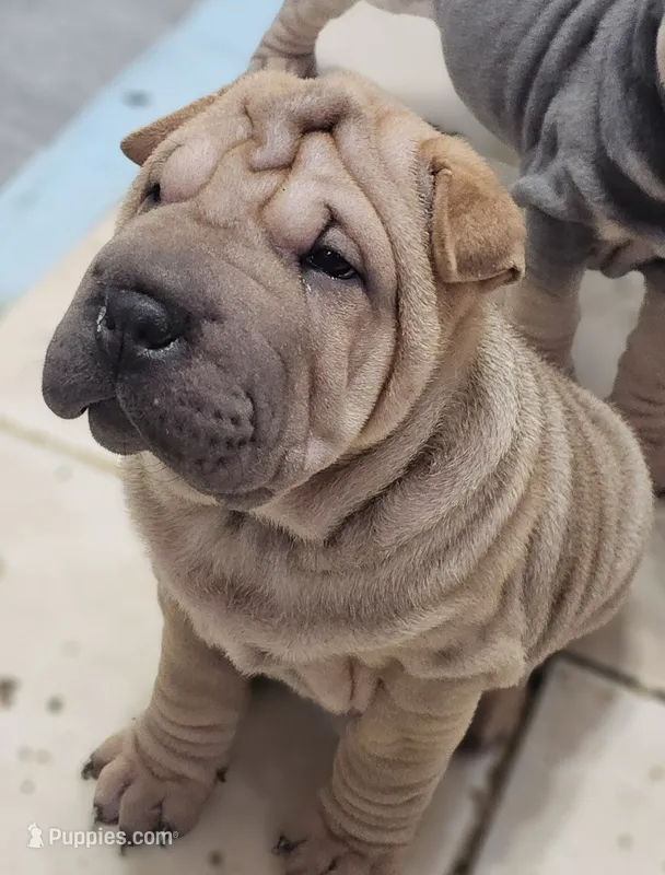 Spaghetti – Chinese Shar-Pei puppy for sale in Apple Valley, CA