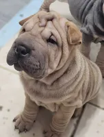 Spaghetti, a female Chinese Shar-Pei for sale in Apple Valley, CA – 2 of 7