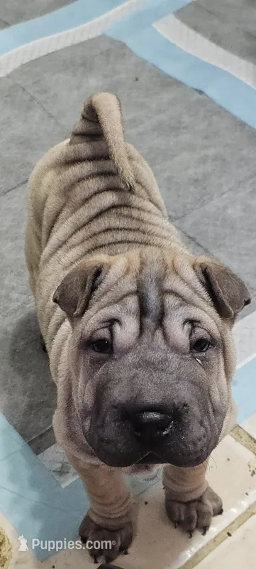 Tortellini – Chinese Shar-Pei puppy for sale in Apple Valley, CA