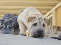 Ravioli, a female Chinese Shar-Pei for sale in Apple Valley, CA – 2 of 8