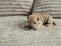 Ravioli, a female Chinese Shar-Pei for sale in Apple Valley, CA – 2 of 2