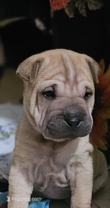 Ravioli – Chinese Shar-Pei puppy for sale in Apple Valley, CA