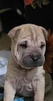 Ravioli, a female Chinese Shar-Pei for sale in Apple Valley, CA – 7 of 8