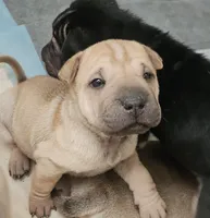 Ravioli, a female Chinese Shar-Pei for sale in Apple Valley, CA – 4 of 8