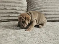 Spaghetti, a female Chinese Shar-Pei for sale in Apple Valley, CA – 3 of 3