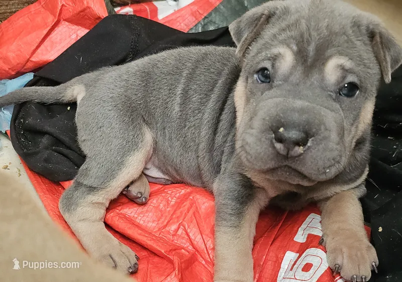 Linguine – Chinese Shar-Pei puppy for sale in Apple Valley, CA