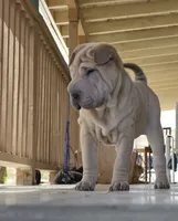Ziti, a female Chinese Shar-Pei for sale in Lucerne Valley, CA – 2 of 3