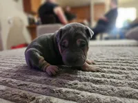 Linguine, a male Chinese Shar-Pei for sale in Apple Valley, CA – 3 of 3
