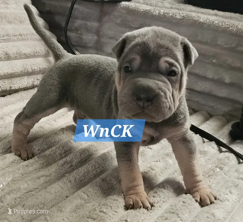 Linguine – Chinese Shar-Pei puppy for sale in Apple Valley, CA