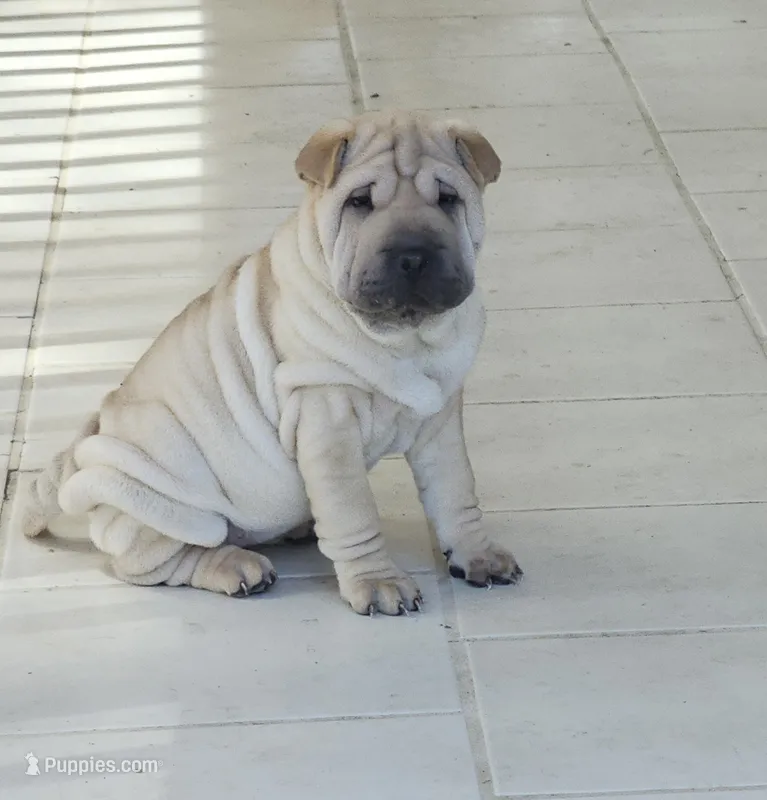 Spaghetti – Chinese Shar-Pei puppy for sale in Apple Valley, CA