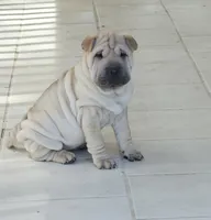 Spaghetti, a female Chinese Shar-Pei for sale in Apple Valley, CA – 1 of 7