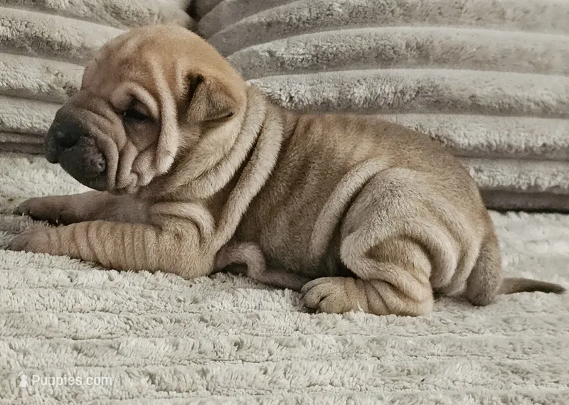 Ravioli – Chinese Shar-Pei puppy for sale in Apple Valley, CA