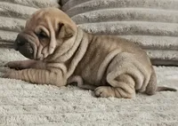 Ravioli, a female Chinese Shar-Pei for sale in Apple Valley, CA – 1 of 2