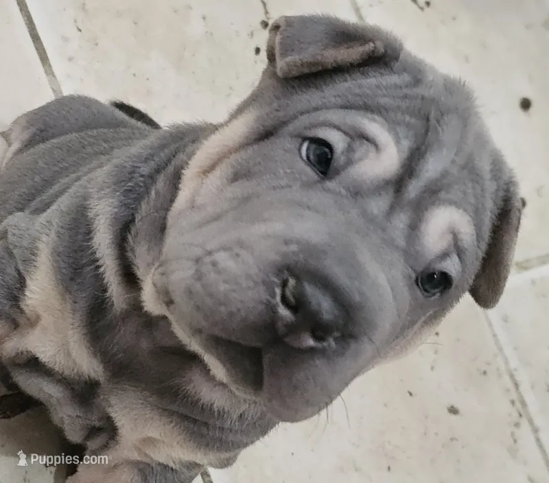 Linguine – Chinese Shar-Pei puppy on hold in Apple Valley, CA