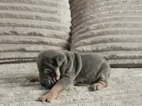 Linguine, a male Chinese Shar-Pei for sale in Apple Valley, CA – 2 of 3