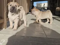 Ravioli, a female Chinese Shar-Pei for sale in Apple Valley, CA – 5 of 8