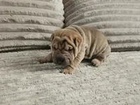 Spaghetti, a female Chinese Shar-Pei for sale in Apple Valley, CA – 2 of 3