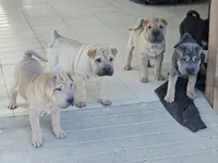 Spaghetti, a female Chinese Shar-Pei for sale in Apple Valley, CA – 7 of 7