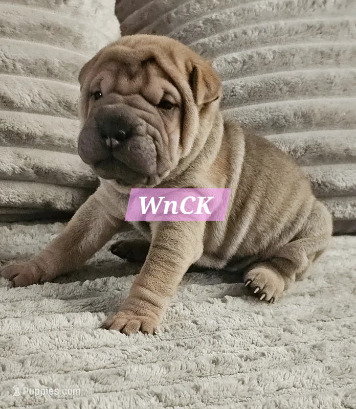 Spaghetti – Chinese Shar-Pei puppy for sale in Apple Valley, CA