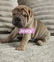 Spaghetti, a female Chinese Shar-Pei for sale in Apple Valley, CA – 1 of 3