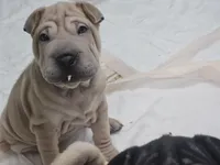 Ziti, a female Chinese Shar-Pei for sale in Lucerne Valley, CA – 3 of 3