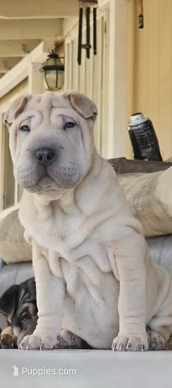Ziti – Chinese Shar-Pei puppy for sale in Lucerne Valley, CA