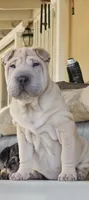 Ziti, a female Chinese Shar-Pei for sale in Lucerne Valley, CA – 1 of 3