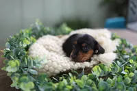 Black n tan female, a female Miniature Dachshund for sale in Indiantown, FL – Photo 2 of 2